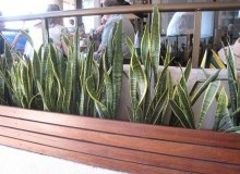 Kwikfynd Indoor Planting
corinellavic