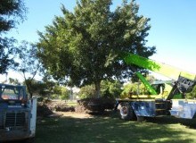 Kwikfynd Tree Management Services
corinellavic