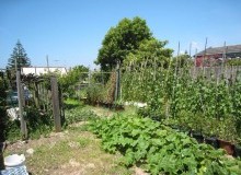 Kwikfynd Vegetable Gardens
corinellavic